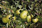 Pyrus communis 'Beurre Bachelier' Pear