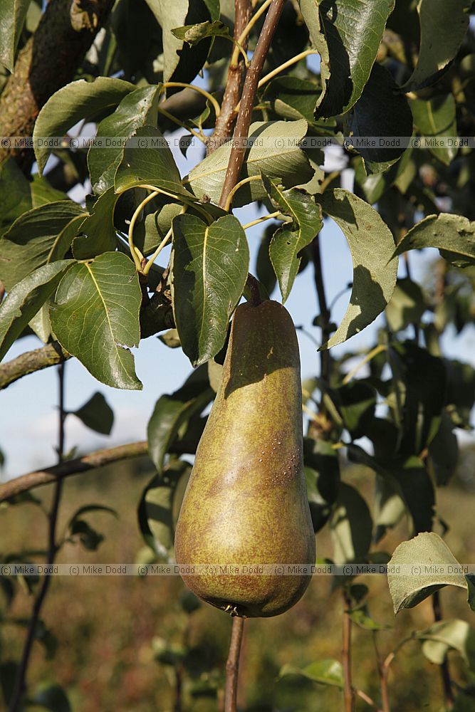 Pyrus communis 'Concorde' Pear
