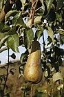 Pyrus communis 'Concorde' Pear