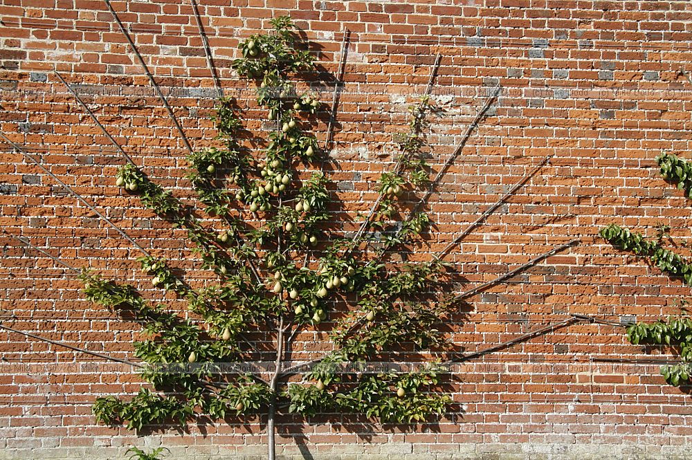 Pears trained against a wall in a walled garden