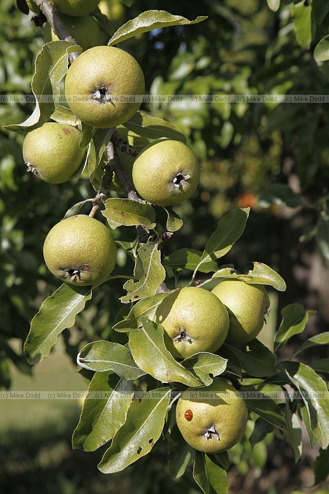 Pyrus nivalis Snow Pear