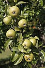 Pyrus nivalis Snow Pear