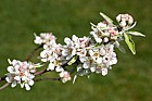 Pyrus nivalis Snow Pear