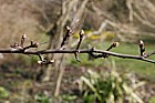 Pyrus pashia