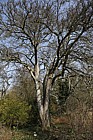 Pyrus pashia