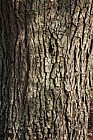 Pyrus pashia