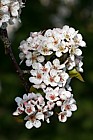 Pyrus pashia Himalayan pear