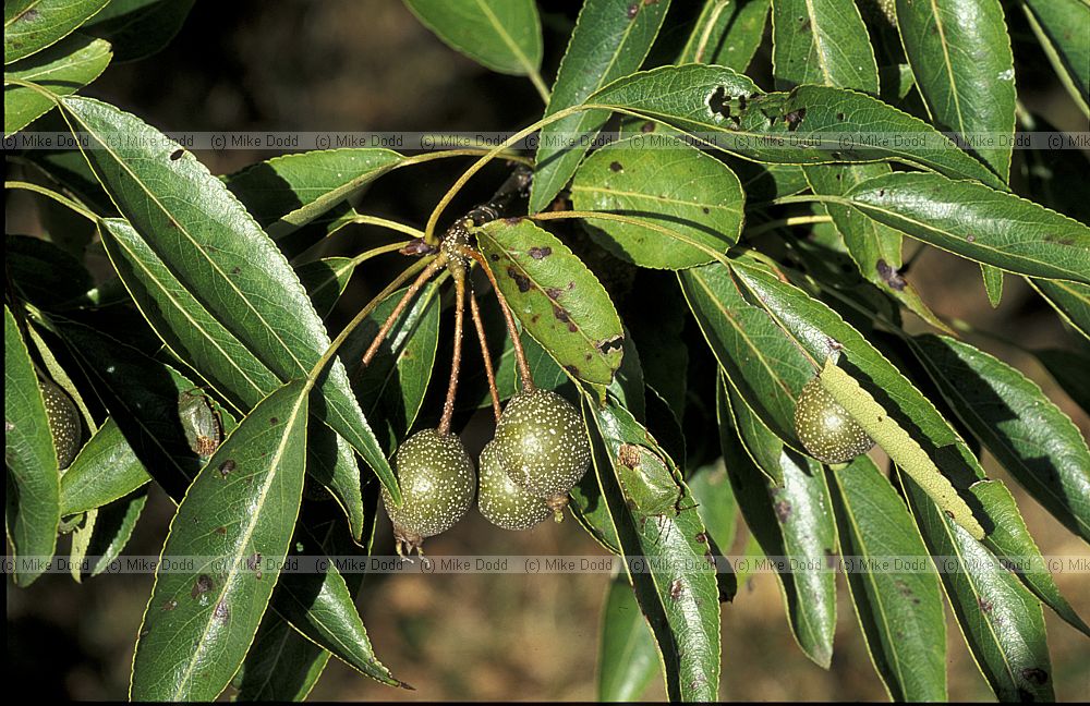 Pyrus pashia