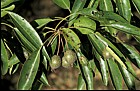 Pyrus pashia
