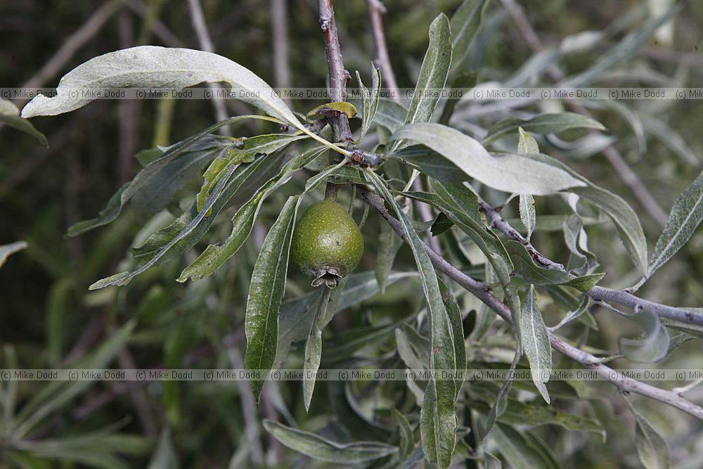 Pyrus salicifolia 'Pendula'