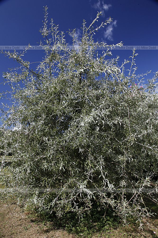 Pyrus salicifolia 'Pendula'