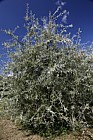 Pyrus salicifolia 'Pendula'