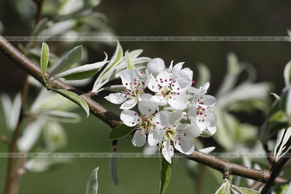 Pyrus 'Silver sail'