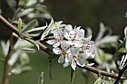 Pyrus 'Silver sail'