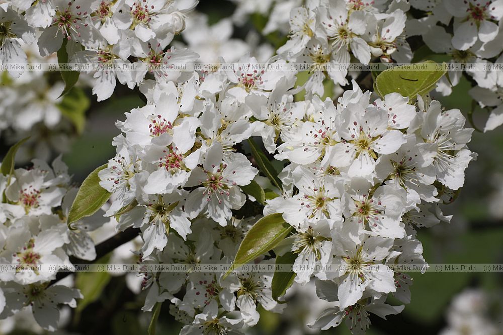Pyrus ussuriensis Manchurian pear