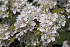 Pyrus ussuriensis Manchurian pear