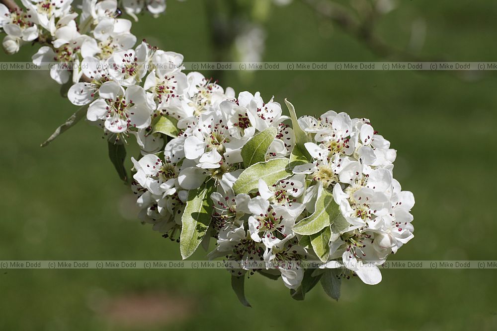 Pyrus x canescens