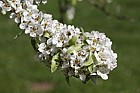 Pyrus x canescens