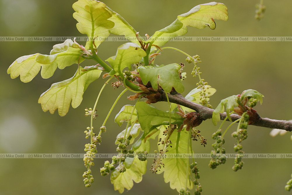 Quercus sp