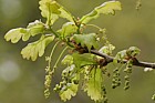 Quercus sp