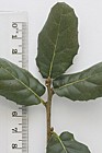 Quercus agrifolia California Live Oak