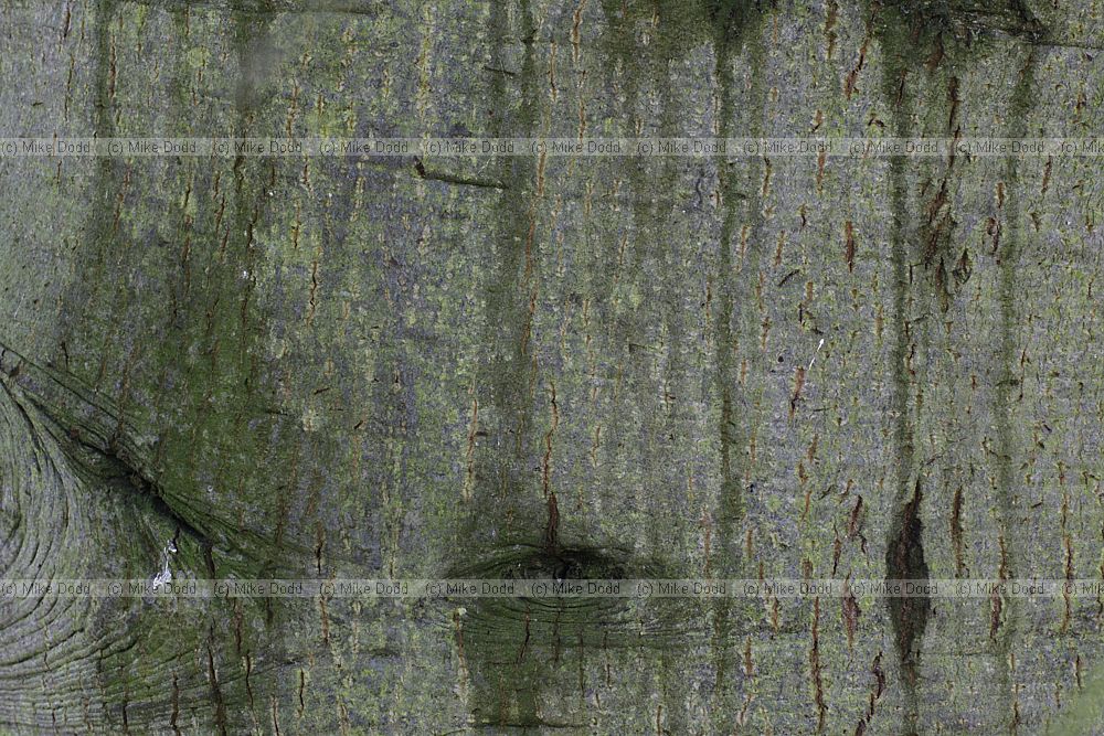 Quercus agrifolia var oxyadenia