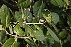 Quercus agrifolia Encina Live Oak