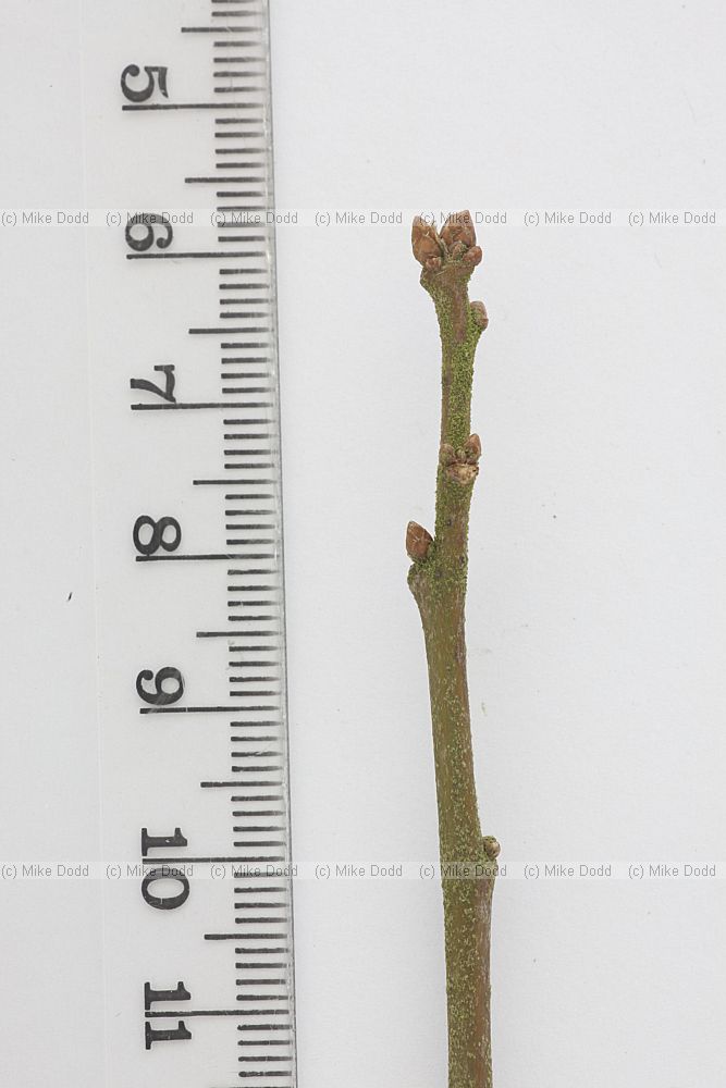 Quercus arkansana(?) Arkansana Oak