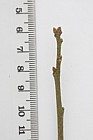 Quercus arkansana(?) Arkansana Oak