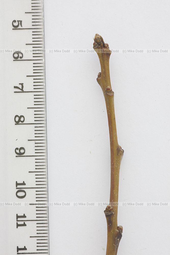 Quercus bicolor Swamp White Oak
