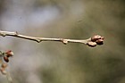 Quercus boissieri