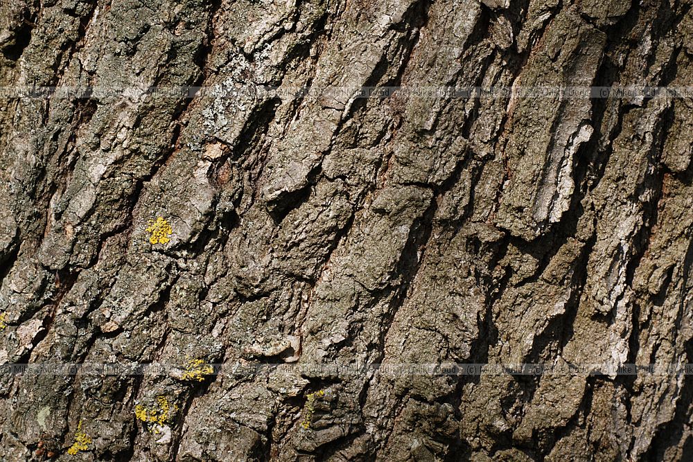 Quercus boissieri
