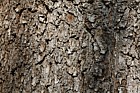 Quercus canariensis Algerian Oak