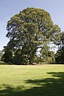 Quercus castaneifolia Chestnut-leaved Oak