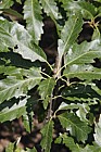 Quercus castaneifolia Chestnut-leaved Oak