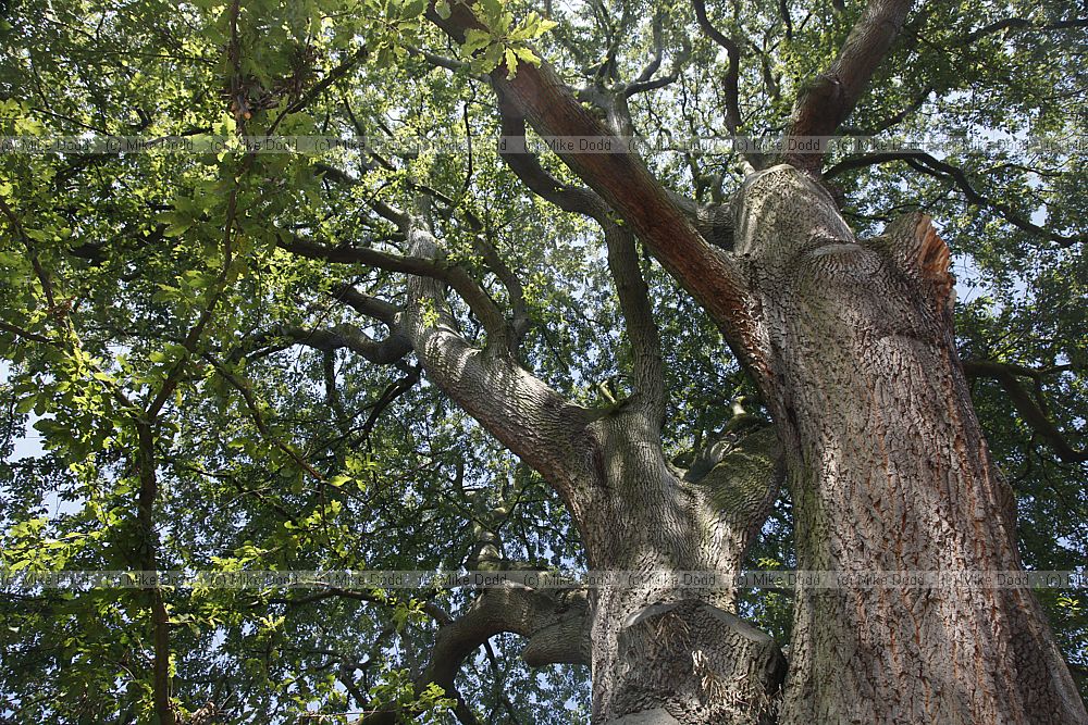 Quercus castaneifolia Chestnut-leaved Oak