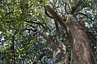 Quercus castaneifolia Chestnut-leaved Oak