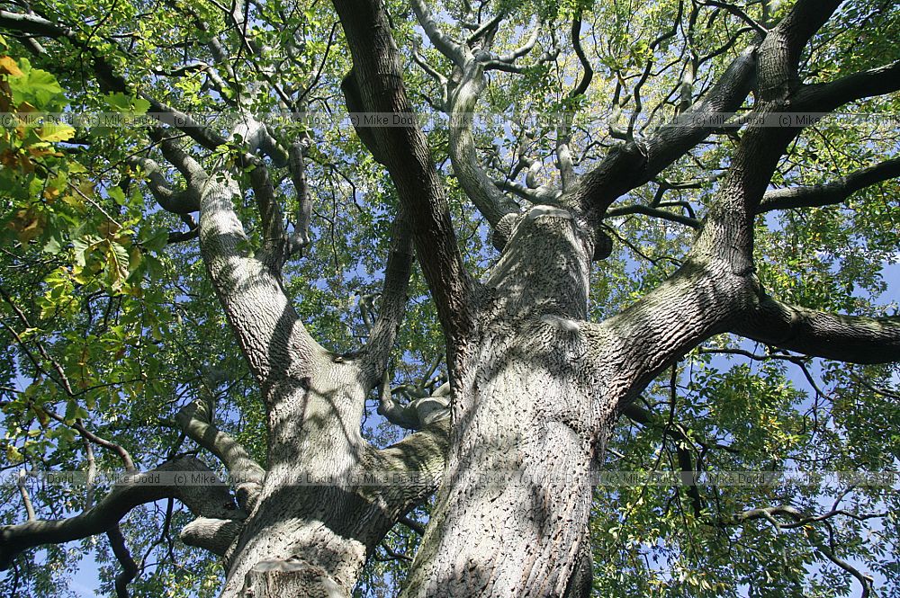 Quercus castaneifolia