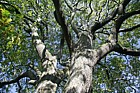 Quercus castaneifolia