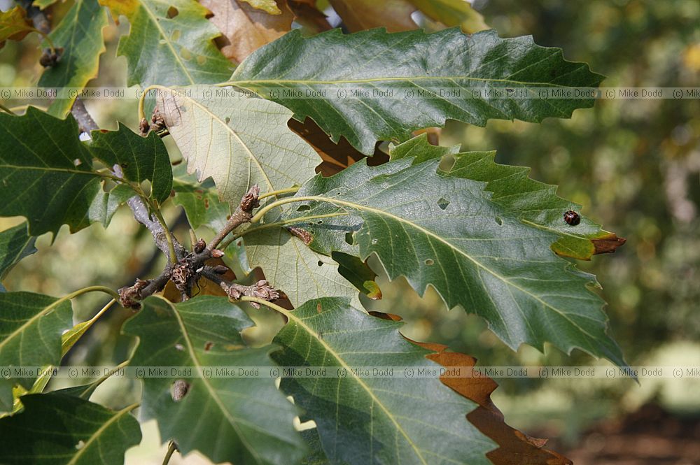 Quercus castaneifolia