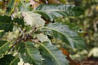 Quercus castaneifolia