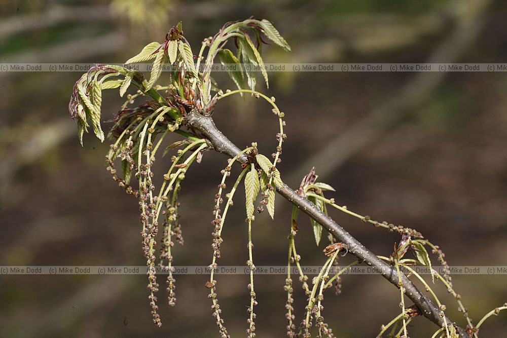 Quercus castaneifolia Chestnut-leaved Oak