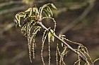Quercus castaneifolia Chestnut-leaved Oak