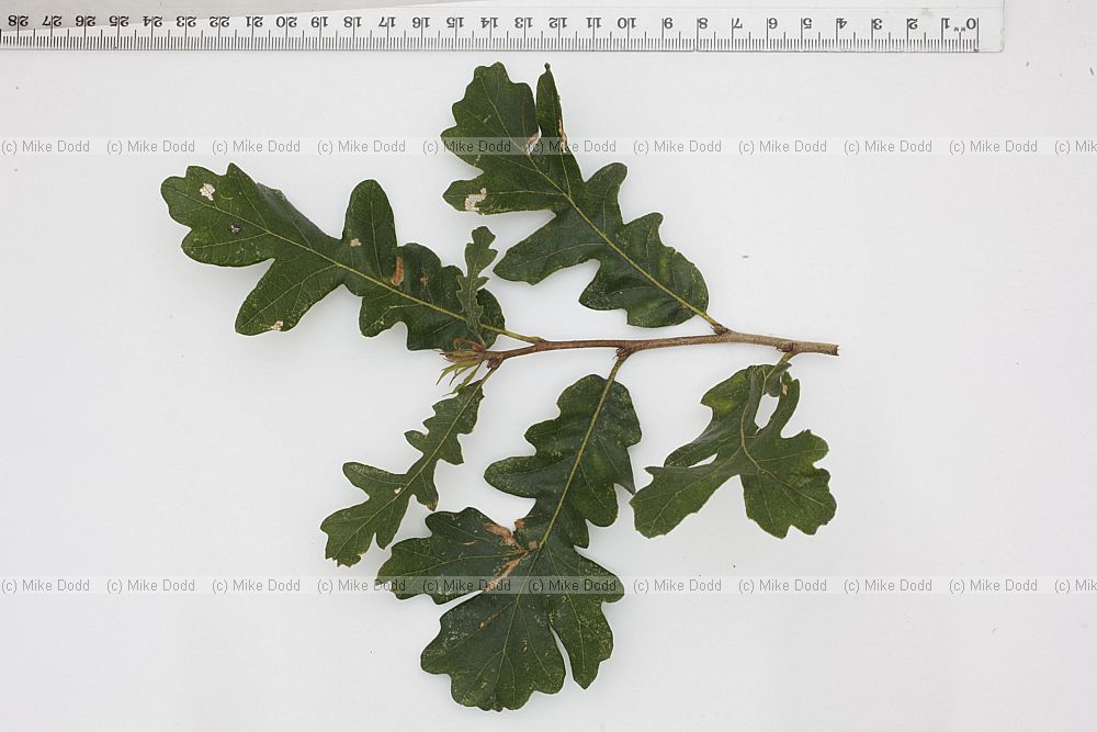 Quercus cerris Turkey Oak