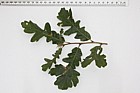 Quercus cerris Turkey Oak