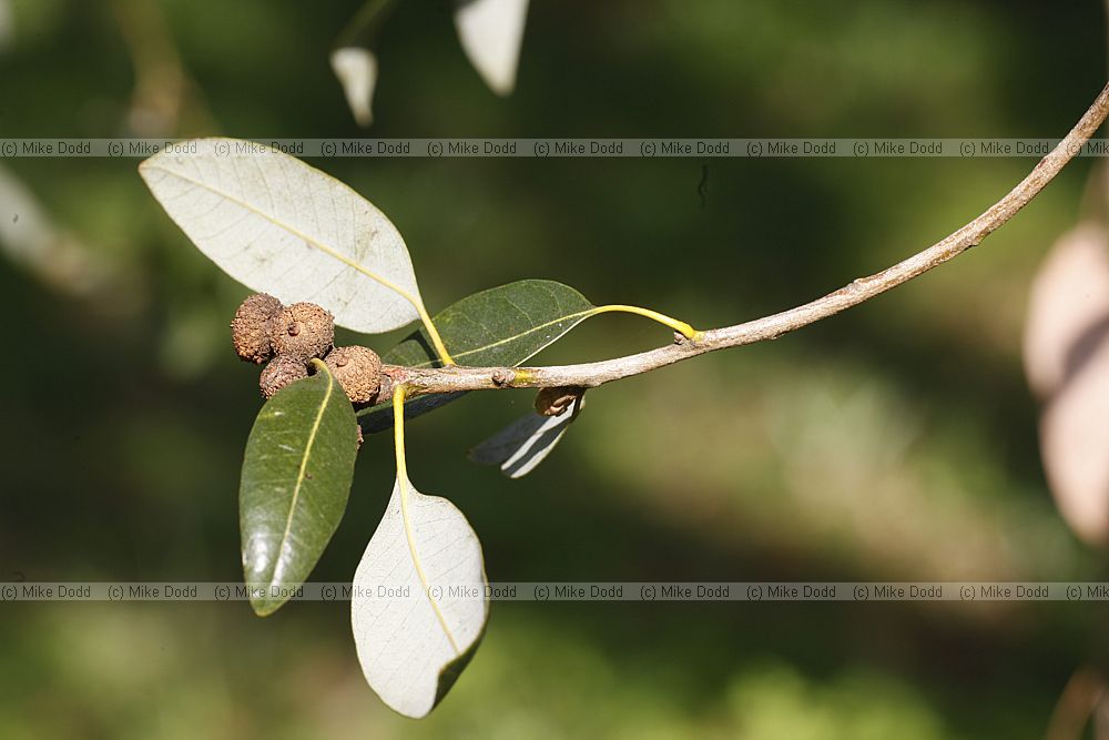 Quercus chrysolepis Maul Oak