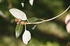 Quercus chrysolepis Maul Oak