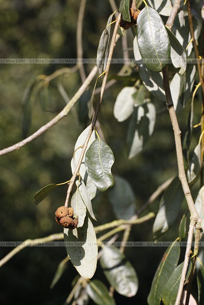 Quercus chrysolepis Maul Oak
