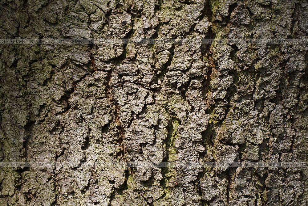 Quercus chrysolepis Maul Oak