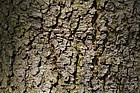 Quercus chrysolepis Maul Oak